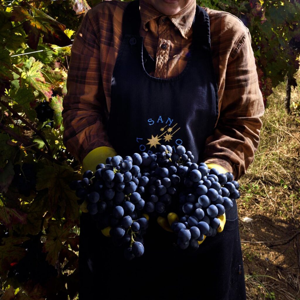 Worker in vineyards holds large bunches of grapes