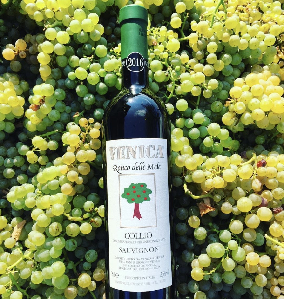 Venica Sauvignon blanc bottle with grape bunches